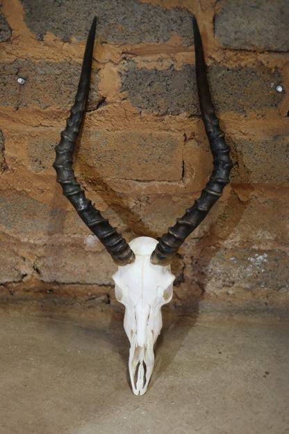 Impala Skull