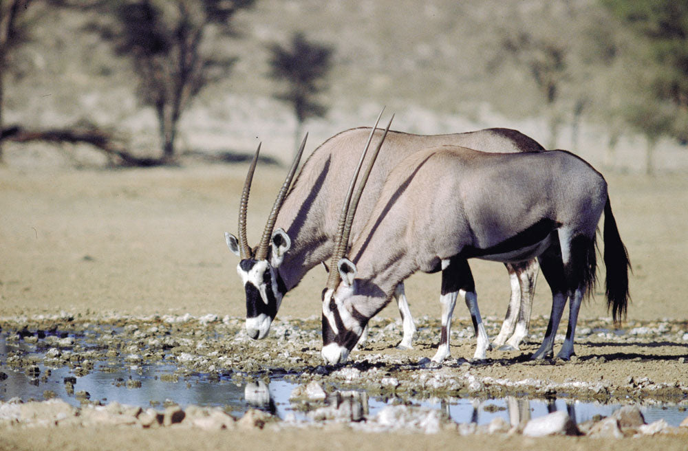 Gemsbok Hide