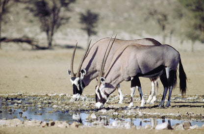 Gemsbok Shoulder Mount