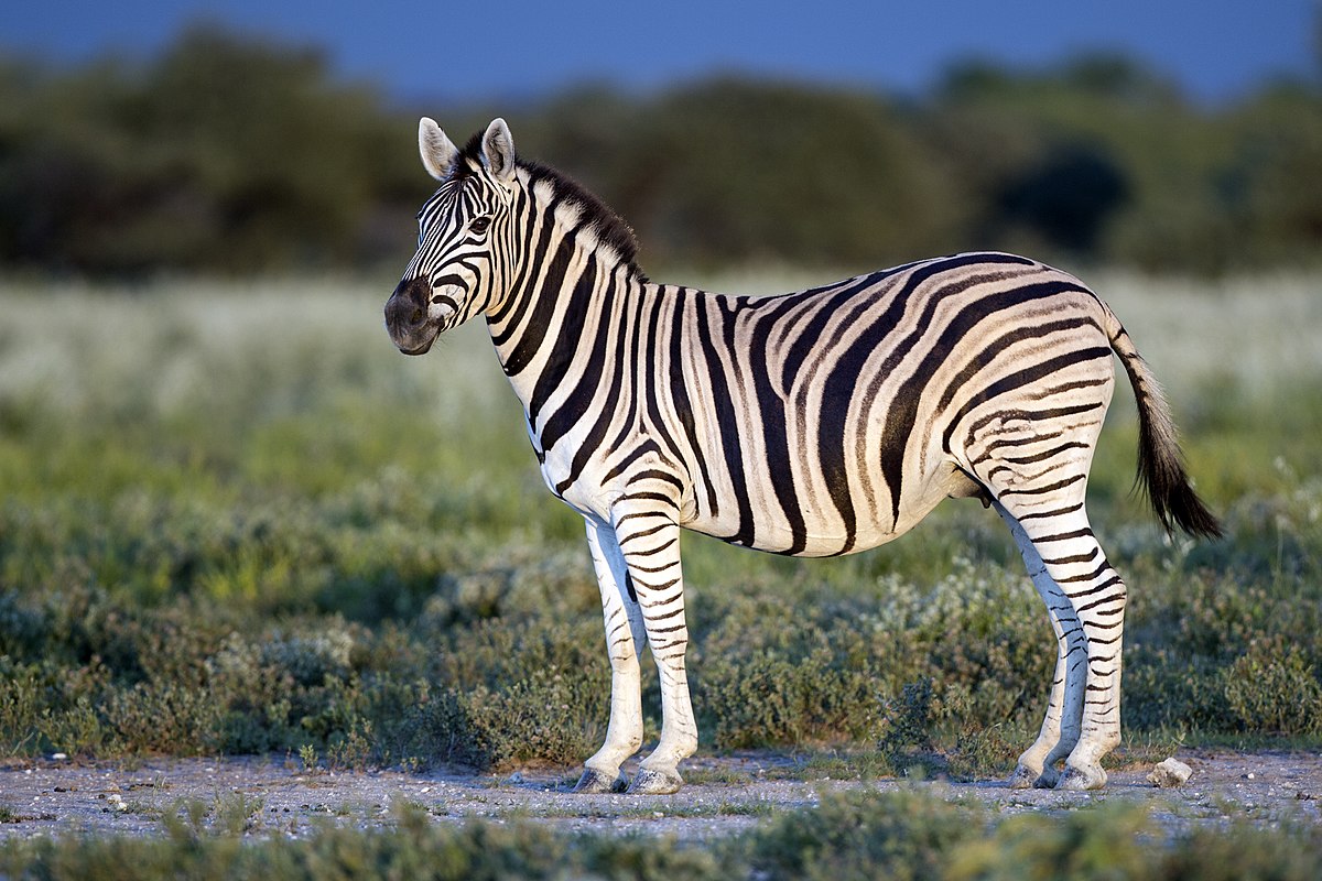 Zebra Skull