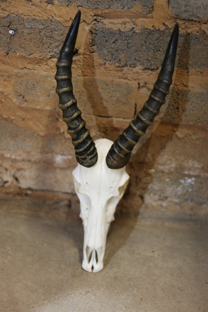 Blesbok Skull