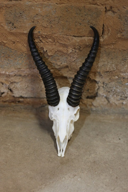 Springbok Skull