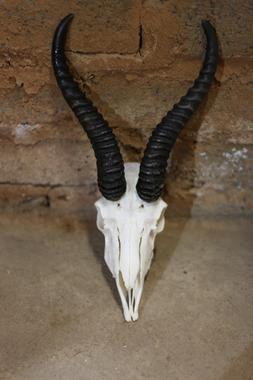 Springbok Skull