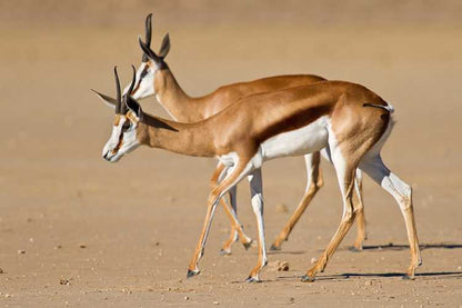 Springbok Shoulder Mount