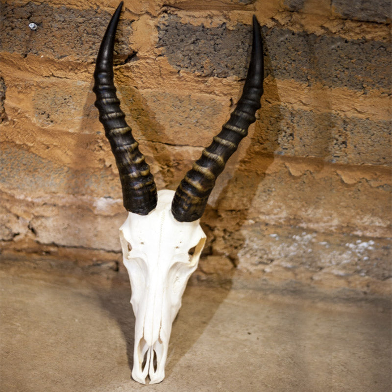 Blesbok Skull