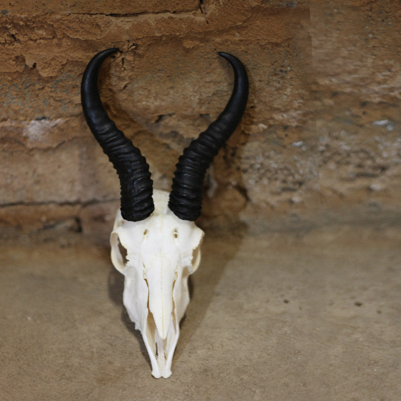 Springbok Skull