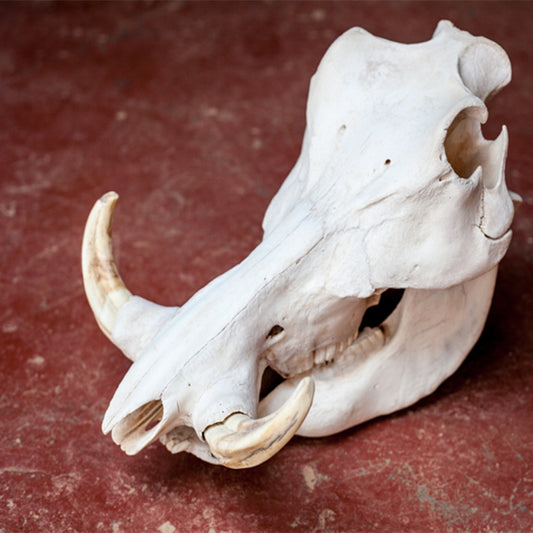 Warthog Skull