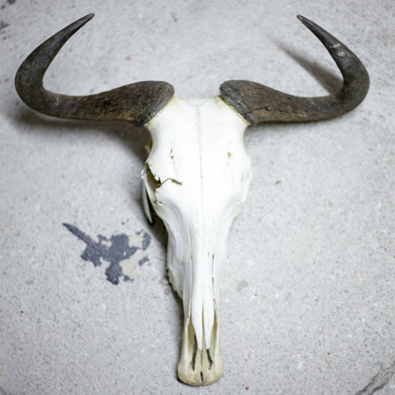 Blue Wildebeest Skull