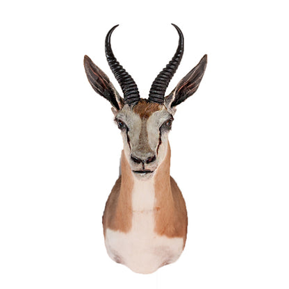 Springbok Shoulder Mount