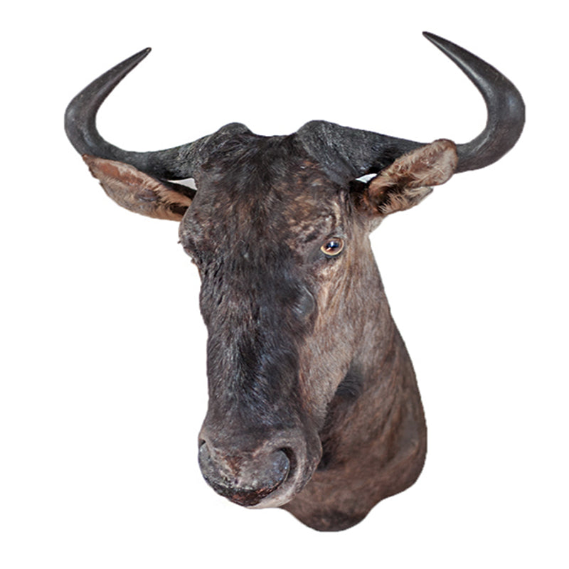 Blue Wildebeest Shoulder Mount