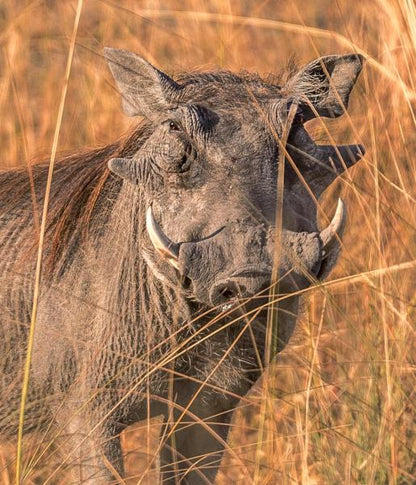 Warthog Skull