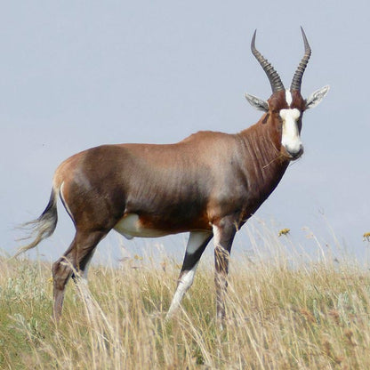 Blesbok Skull