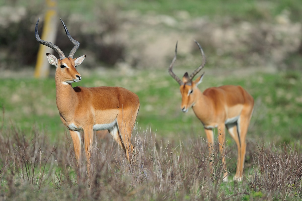 Impala Skull