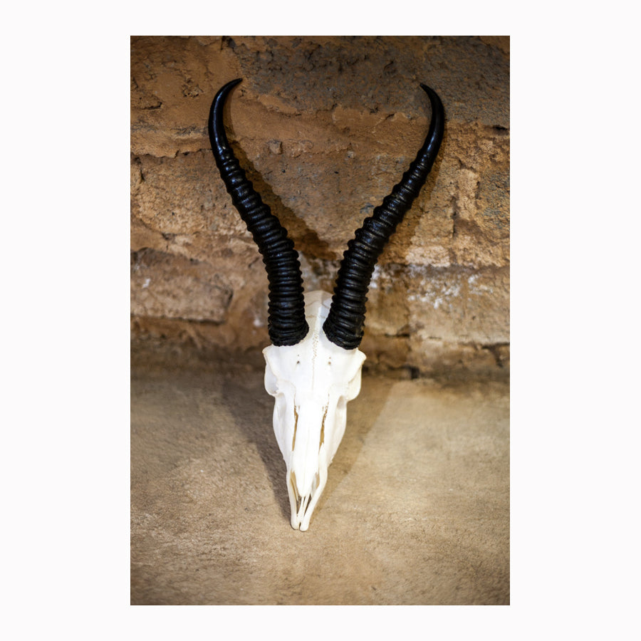 Springbok Skull