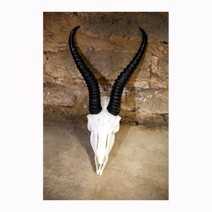 Springbok Skull