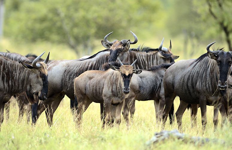 Blue Wildebeest Hide