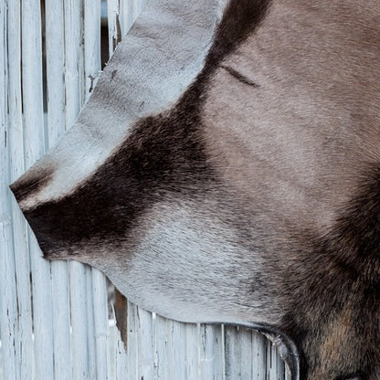 Gemsbok Hide